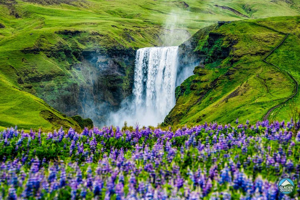Skogafoss Waterfall And Lupine Flowers Landscape