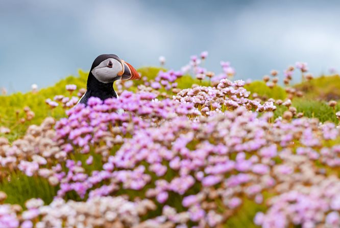 puffins hiding in flower fields