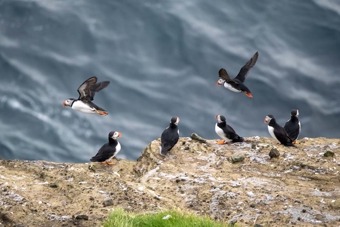 puffins sightseeing in Iceland