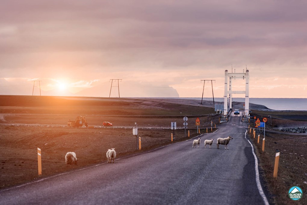 Jokulsarlon Road And Sheep In Sunset