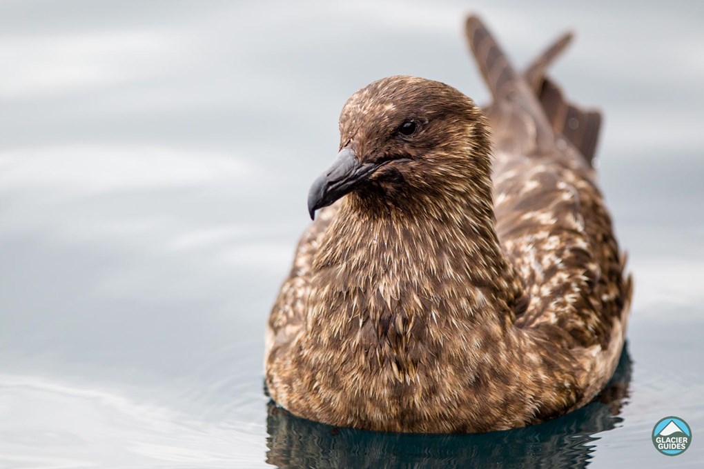 Great Skua