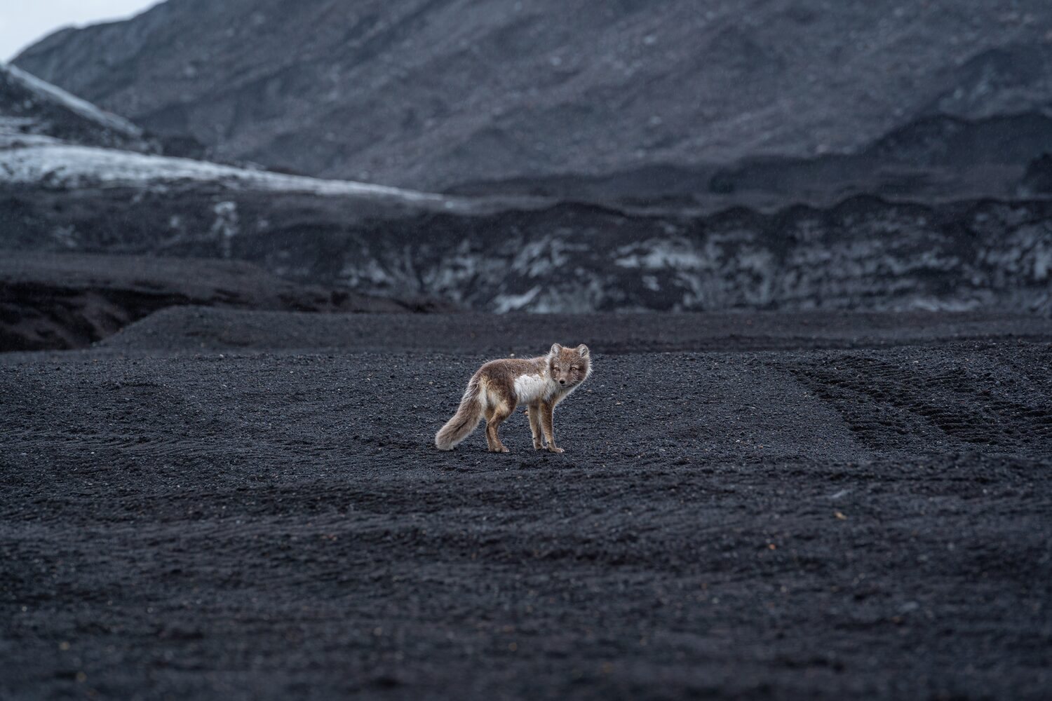 Small brown arctic fox standing on dark volcanic ash in iceland katla volcano